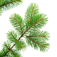 Close-up of fresh green evergreen fir tree branches.