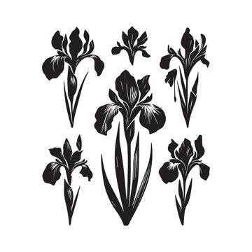 Six black iris flower silhouettes with stems and leaves on a white background Keywords: iris, flower, silhouette, black, white, background, isolated, floral, botanical, nature, plant, bloom