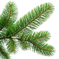 Obraz premium Close-up of vibrant evergreen pine branch on a black background