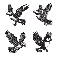 Obraz premium Four dynamic illustrations of the Puffin bird in various flight and landing poses, highlighting its colorful beak and unique look.