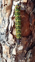 Caterpillar - Emperor Moth 