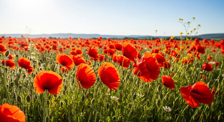 A vibrant field of red poppy flowers in full bloom under a clear blue sky, creating a picturesque and colorful summer landscape
