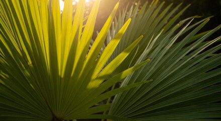 Sunlight filters through fan palm leaves, casting a warm glow on the foliage and creating a serene, natural scene