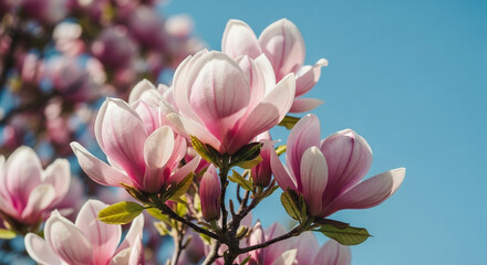 Obraz premium A closeup of pink magnolia flowers blooming against a clear blue sky, showcasing the beauty of spring and the delicate petals