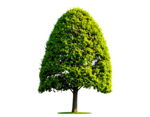 Green, stylized tree with rounded top, isolated against a black background