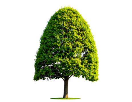 Green, stylized tree with rounded top, isolated against a black background - Powered by Adobe