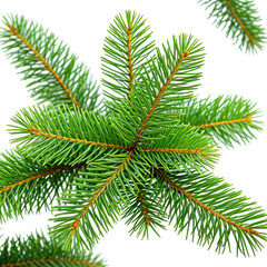 Obraz premium Close-up of fresh, green fir tree branches on a black background