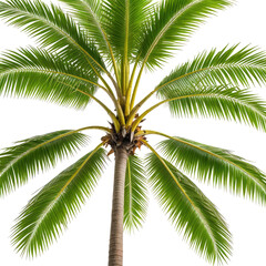 Obraz premium Tropical palm tree with green leaves and a brown trunk