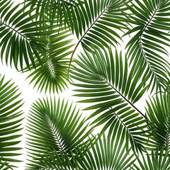 Obraz premium Lush green tropical palm leaves overlapping on black backdrop