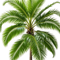 Fototapeta premium Lush green palm tree, tropical plant with broad fronds, against a black background