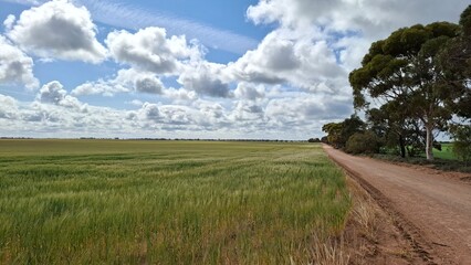 Fototapeta premium green field and cloudy sky