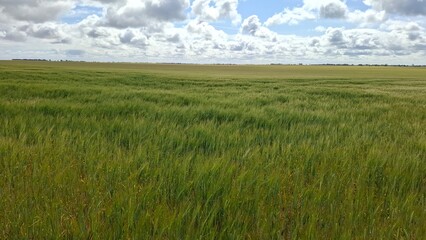 Fototapeta premium green field and cloudy sky