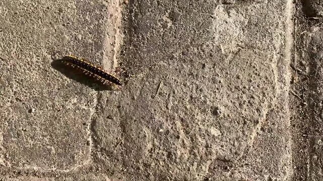 Video Close-Up of Crow Caterpillar Crawling on the paving