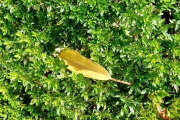 leaf on the ground