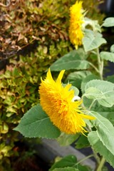 sunflower in the garden