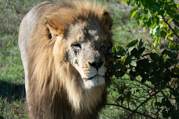 Lion, Safari, Africa - Closeup of a majestic male lion in the African savanna.