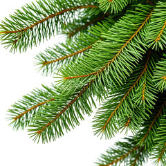Fototapeta premium Close-up of vibrant green pine tree branches against a black background