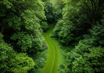 Aerial view of lush green forest path nature landscape photography