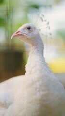 Close-up of a white peacock with beautiful lighting