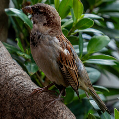 House Sparrow sitting on a Tree's Root in the Day