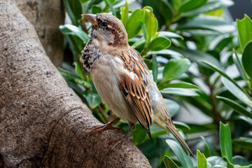 House Sparrow sitting on a Tree's Root