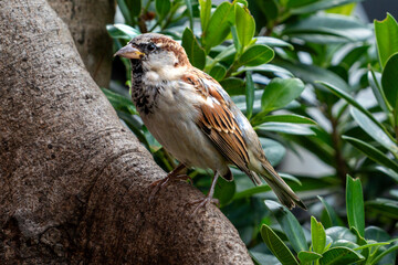 House Sparrow on a Tree's Root looking up