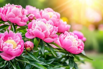 Obraz premium Vibrant Spring Garden Filled with Beautiful Peonies in Soft Sunlight and Gentle Breeze