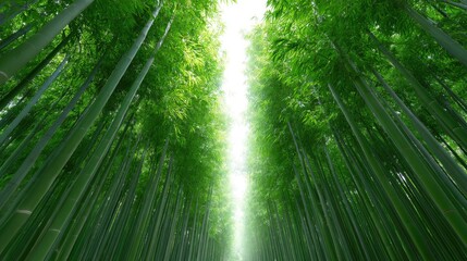 Lush Green Bamboo Forest with Tall Stalks and Bright Light Shining Through the Canopy Above