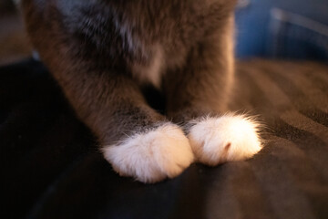 Obraz premium cat paws close up