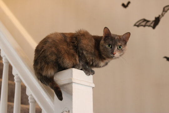 Diluted Tortoiseshell Cat Perched on a Pole