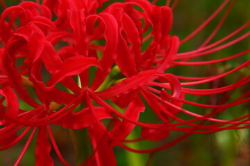 Vivid Crimson Spider Lily Close-up