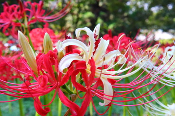 Vivid White ＆ Red Spider Lily Macro
