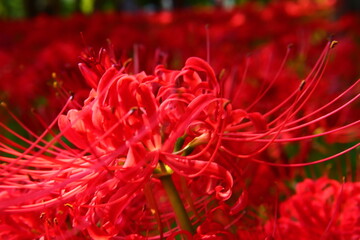 Vivid Crimson Spider Lily Close-up