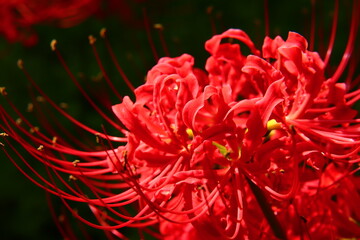 Vivid Crimson Spider Lily Close-up