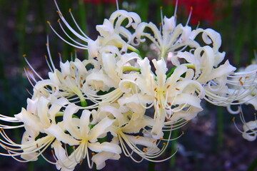 Vivid White Spider Lily Macro