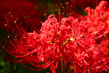 Vivid Crimson Spider Lily Close-up