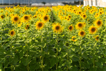 Obraz premium Vibrant sunflower field in full summer bloom under bright sunlight landscape