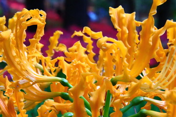 Vivid Yellow Spider Lily Macro