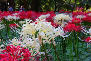 Vivid White ＆ Red Spider Lily Macro