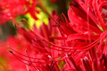 Vivid Red Spider Lily Bloom