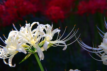 Vivid White ＆ Red Spider Lily Macro