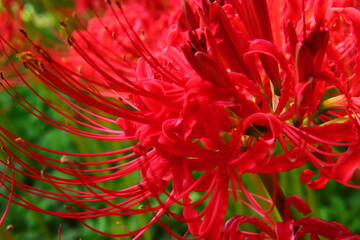 Vivid Red Spider Lily Bloom
