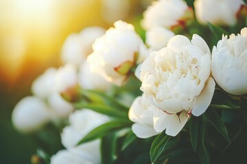Golden Hour Shot of Peonies Swaying Under Soft Sunlight in a Serene Outdoor Setting