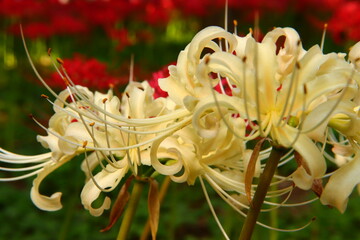 Vivid White Spider Lily Macro