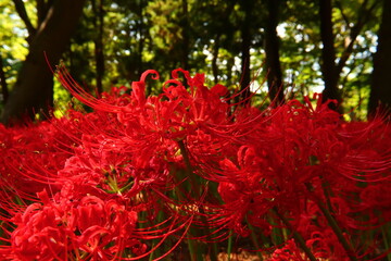 Vivid White Spider Lily Macro