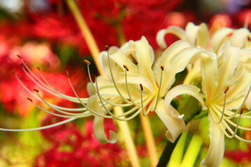 Vivid White Spider Lily Macro