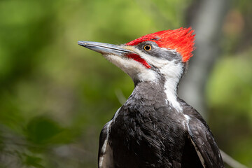 Close-up of a male Pileated Woodpecker