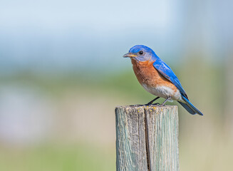 Male Eastern Bluebird on a fence post 