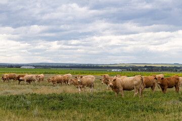 Rural landscape scene of a herd of brown Limousin cattle on a prairie farm.