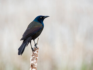 Common Grackle in Cattails